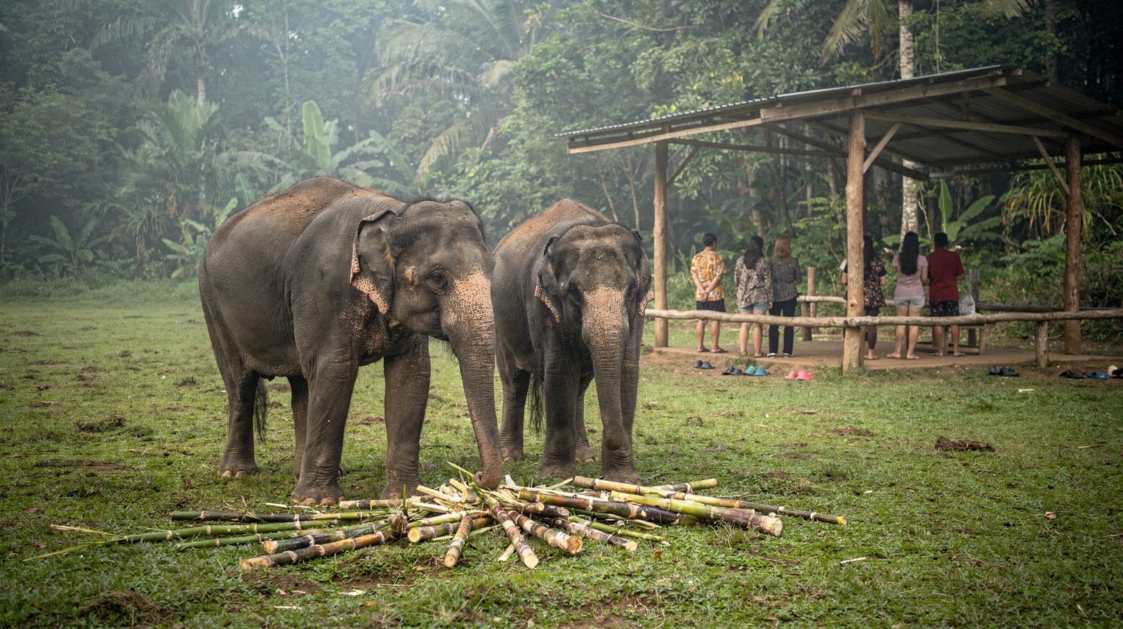Bangkok: Pattaya Truth Sanctuary Guided Tour & Coral Island